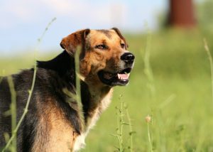 image of security dog